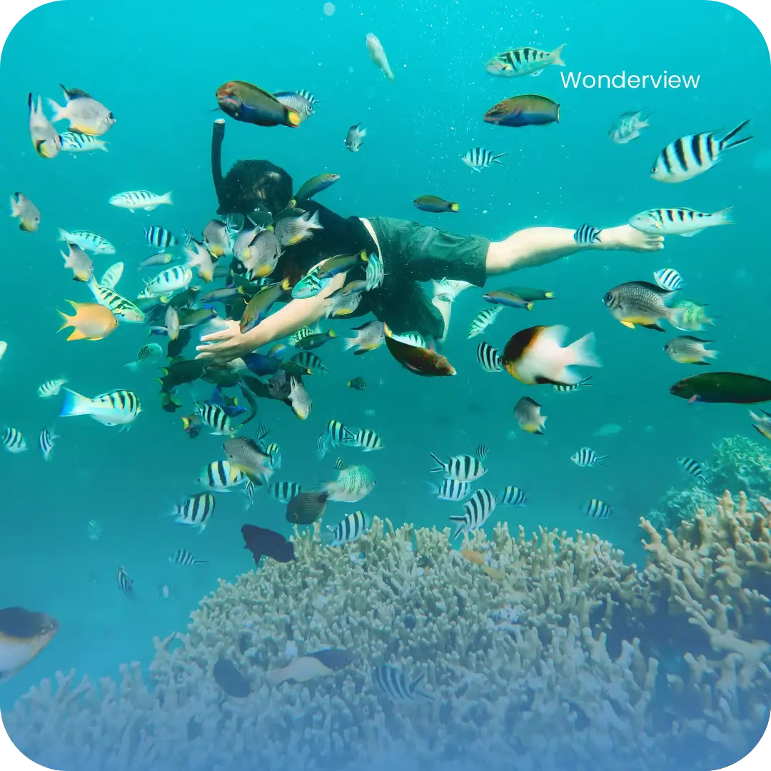 Wisatawan snorkeling di Pulau Menjangan dikelilingi ikan tropis berwarna-warni di perairan yang jernih.