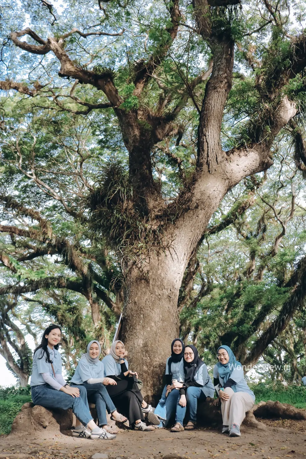 Grup wisatawan berfoto bersama di bawah pohon besar berlumut di Hutan Djawatan Banyuwangi.
