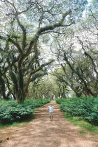 Wisatawan berdiri di tengah jalur hutan Djawatan Banyuwangi dengan pepohonan besar menjulang di sekelilingnya.