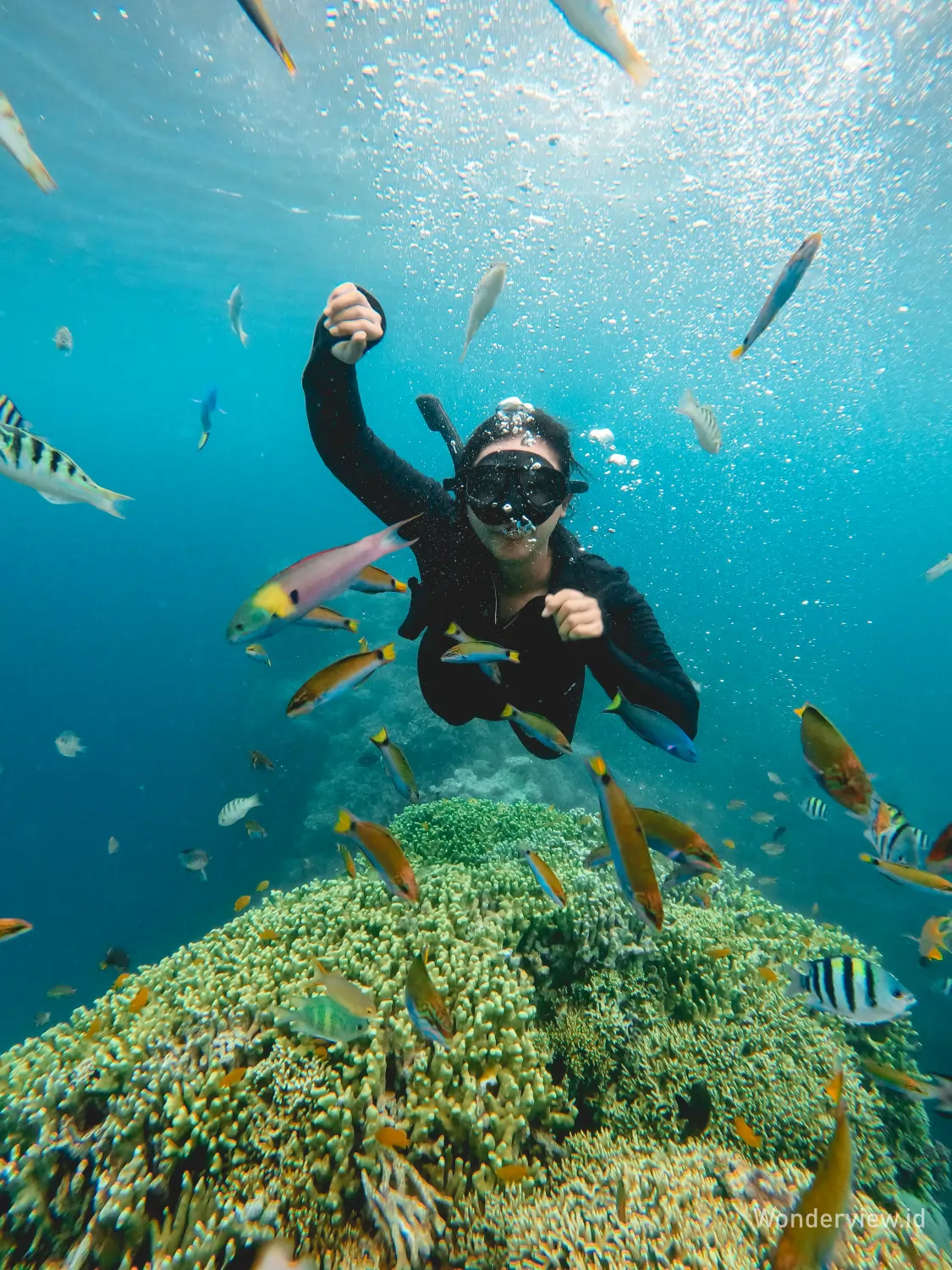 Wisatawan snorkeling di Pulau Menjangan dikelilingi ikan warna-warni dan terumbu karang yang subur.