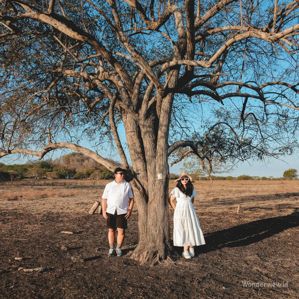 Dua wisatawan berpose di bawah Pohon Raisa di Taman Nasional Baluran pada musim kemarau.
