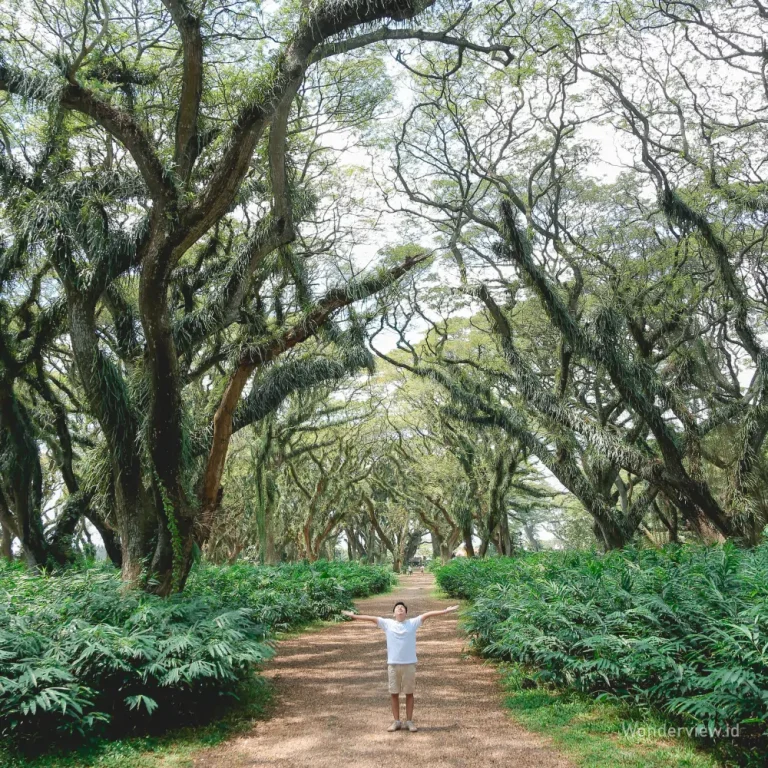Wisatawan berdiri di tengah lorong pepohonan trembesi di Hutan Djawatan Banyuwangi.