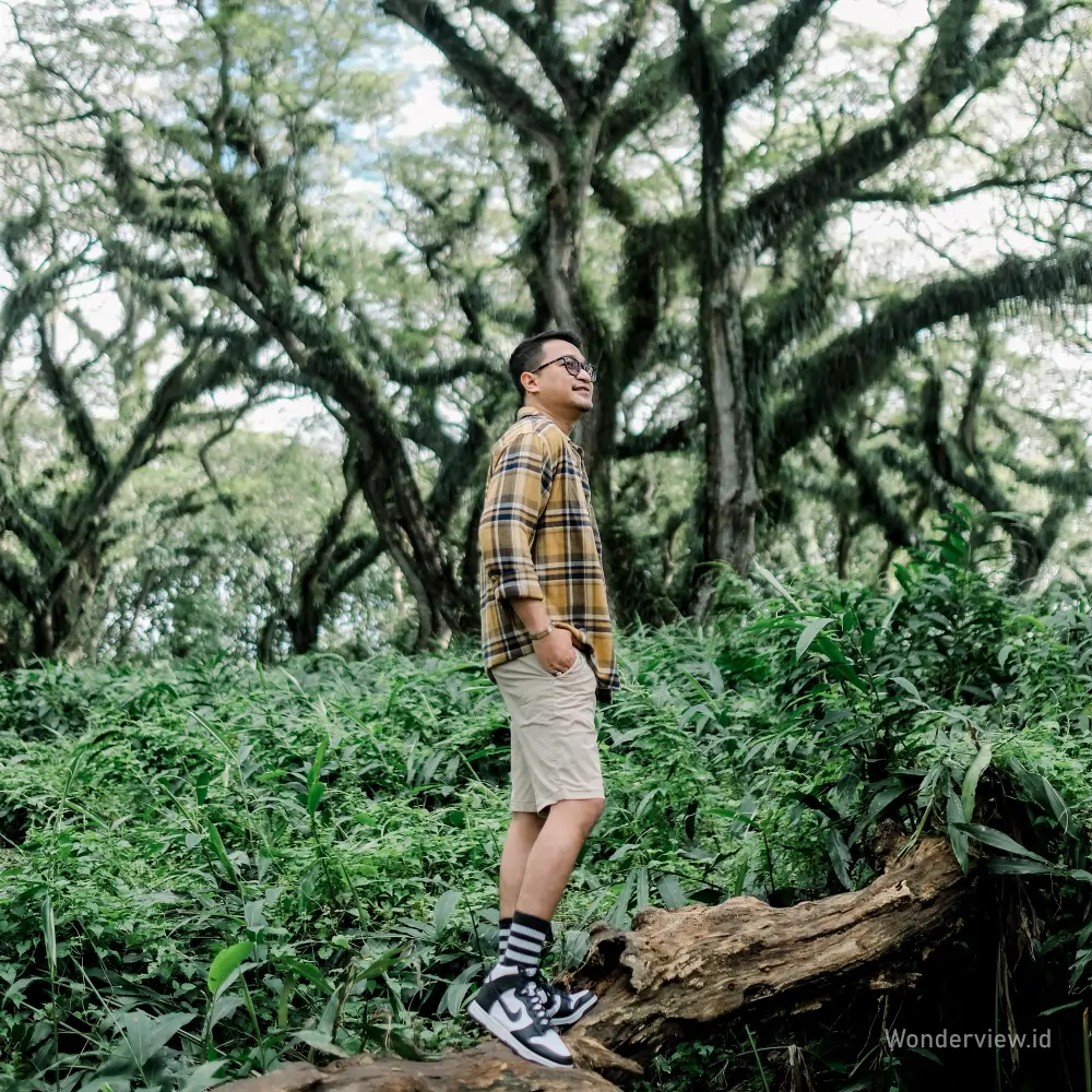Wisatawan berdiri di atas batang pohon tumbang di Hutan Djawatan Benculuk Banyuwangi.