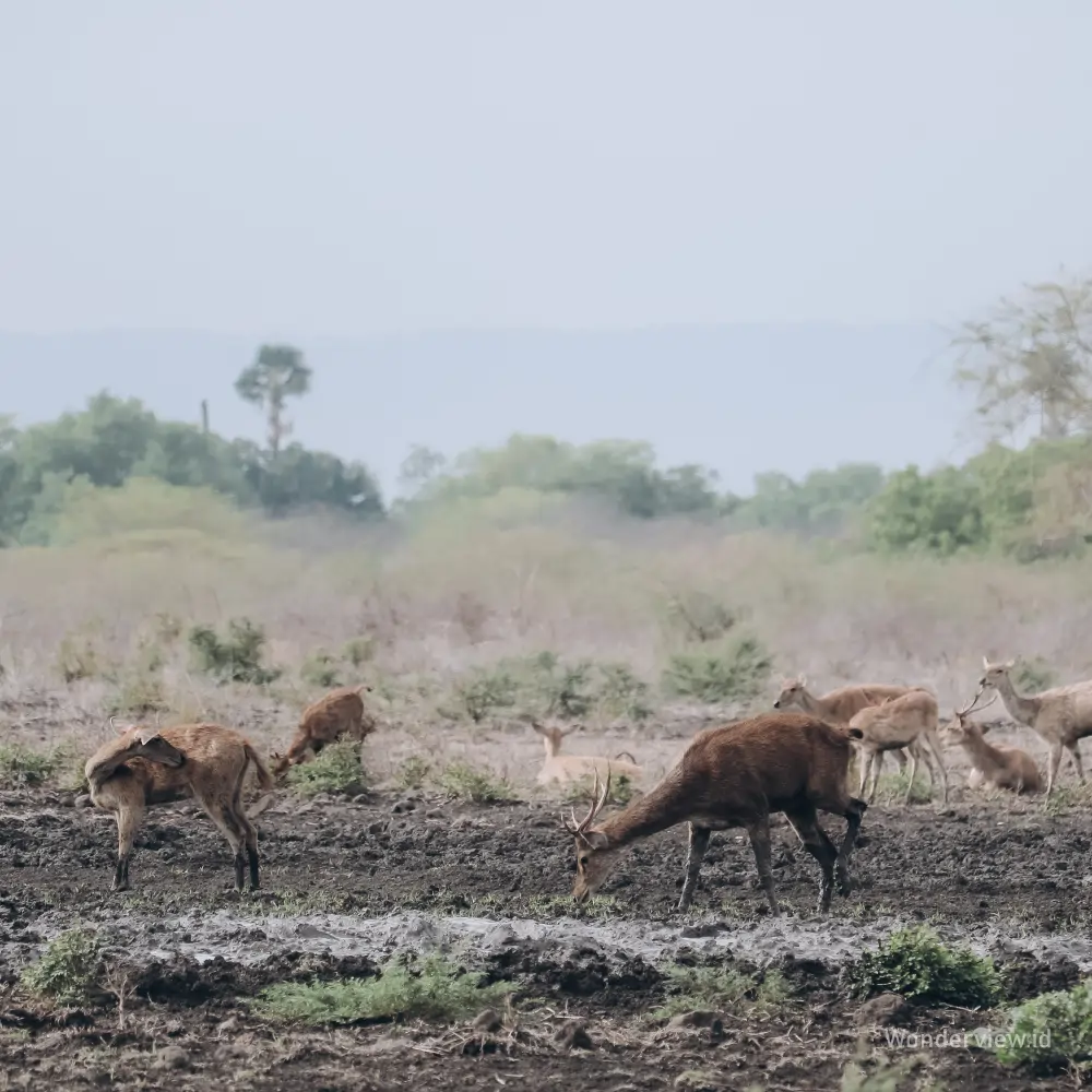 Sekelompok rusa liar sedang merumput di kawasan savana Taman Nasional Baluran Banyuwangi.